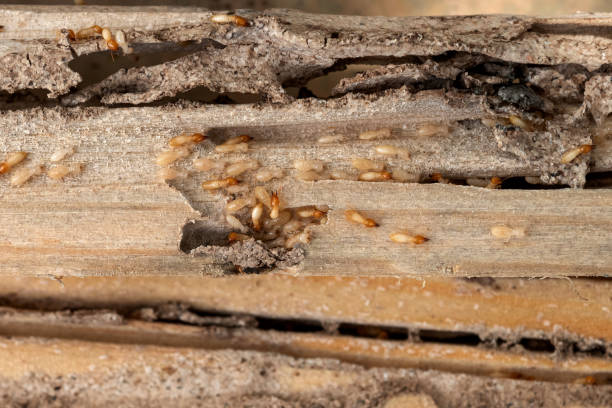 Best Flea Control Services  in Commercial Point, OH